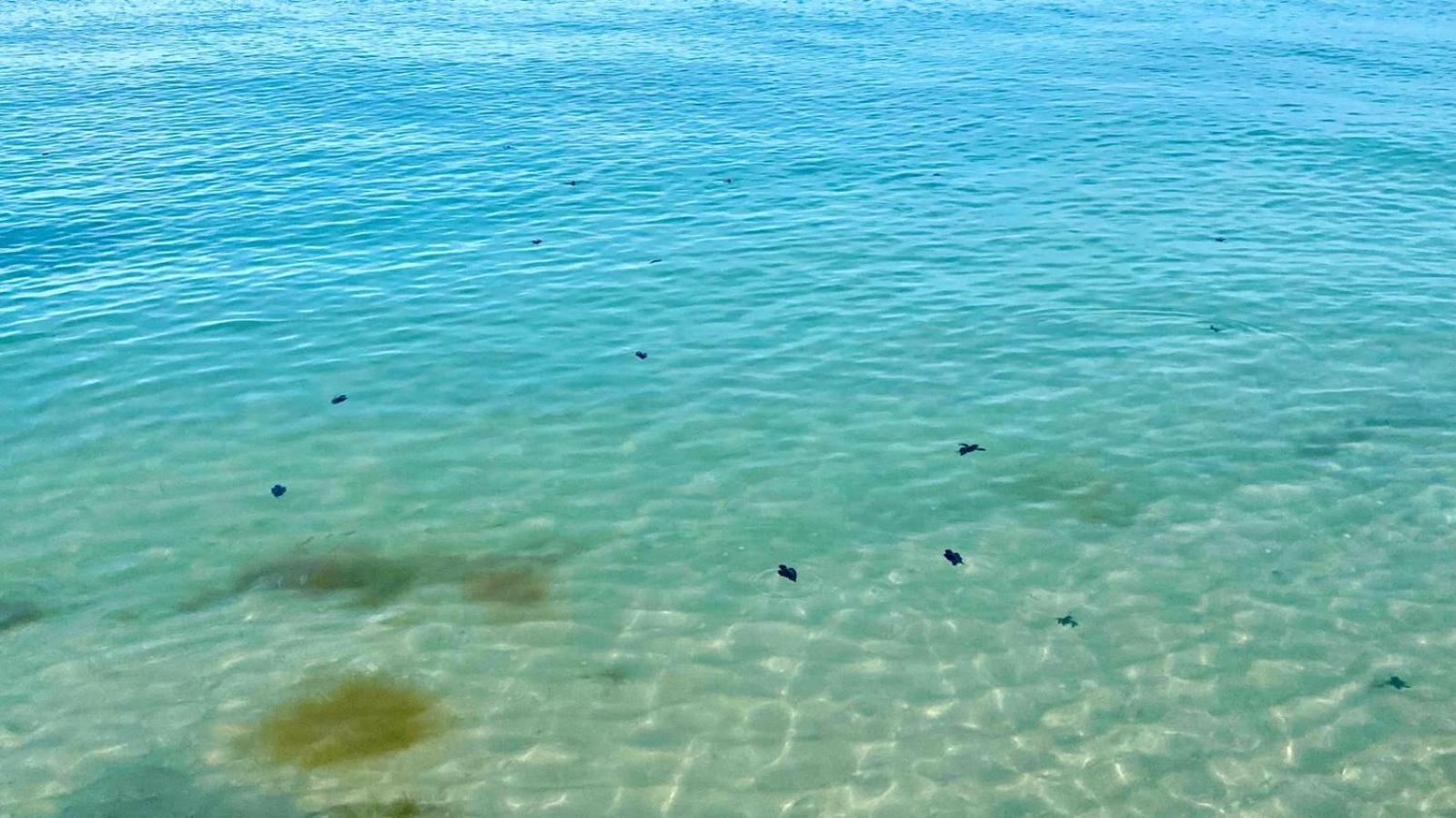 Beachfront Apartment With Swimming Pool. One Bedroom 셀레스툰 외부 사진